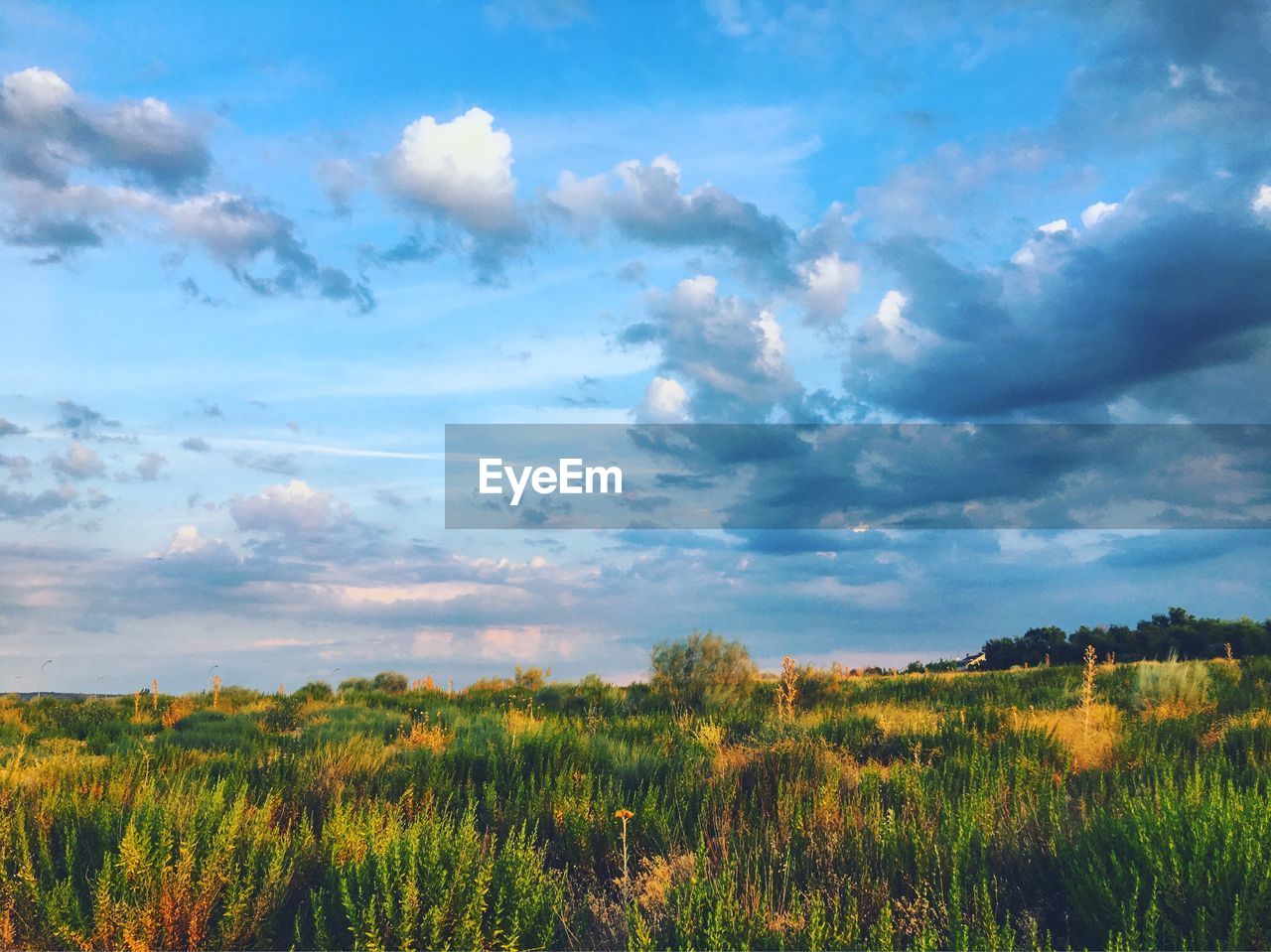 Scenic view of field against sky during sunset