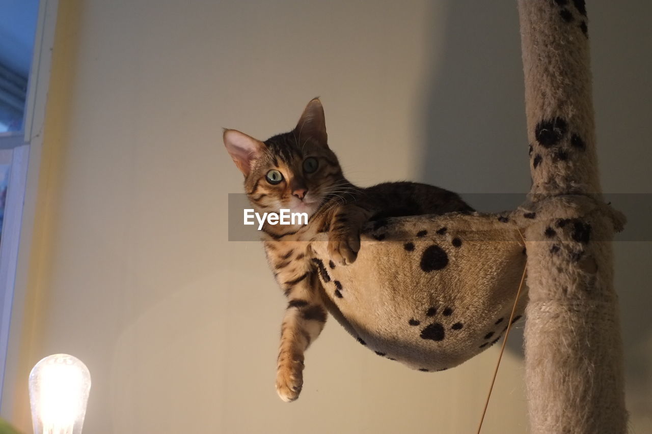 Close-up of alert cat looking at camera