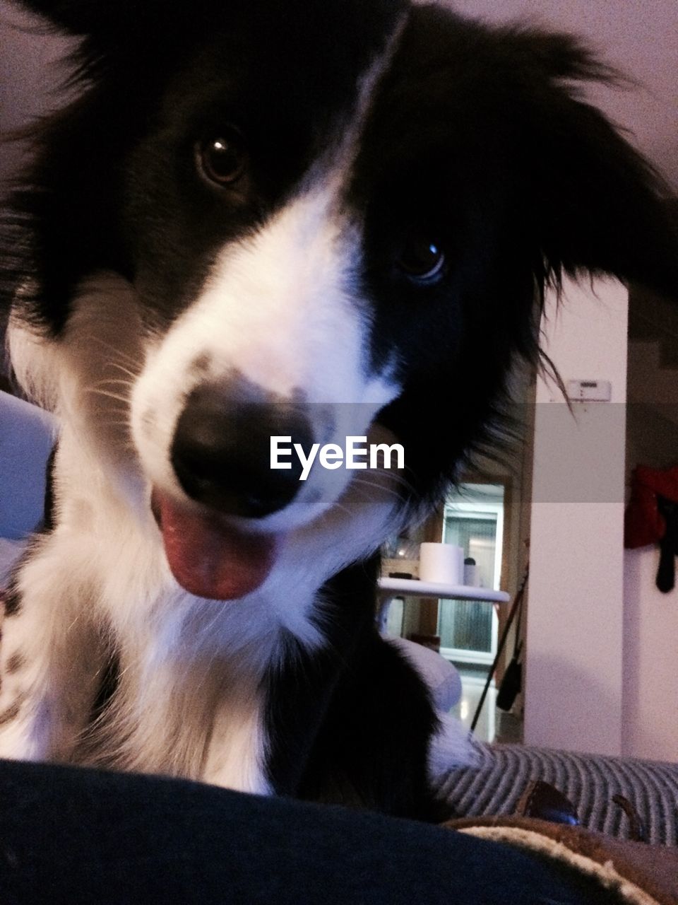 PORTRAIT OF DOG
