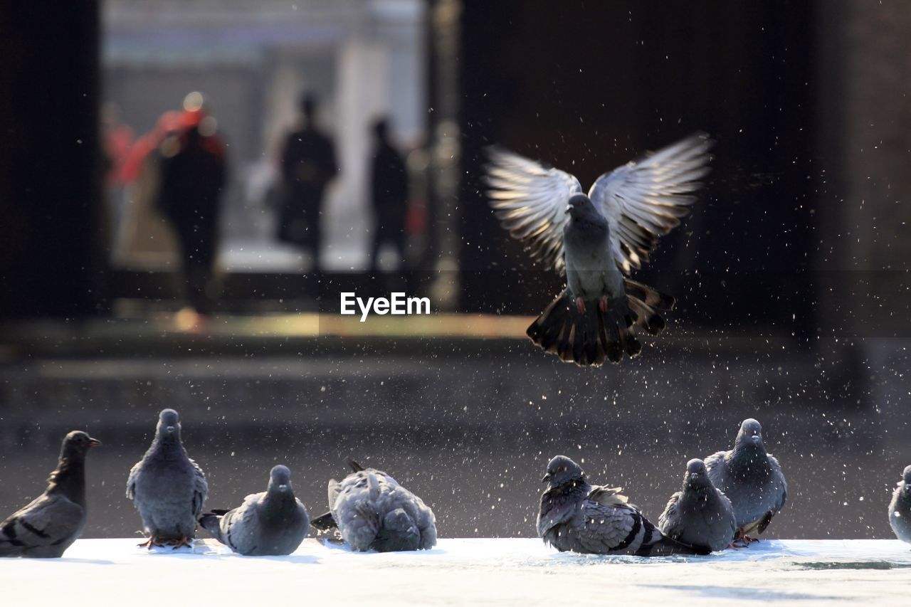 Pigeons on retaining wall