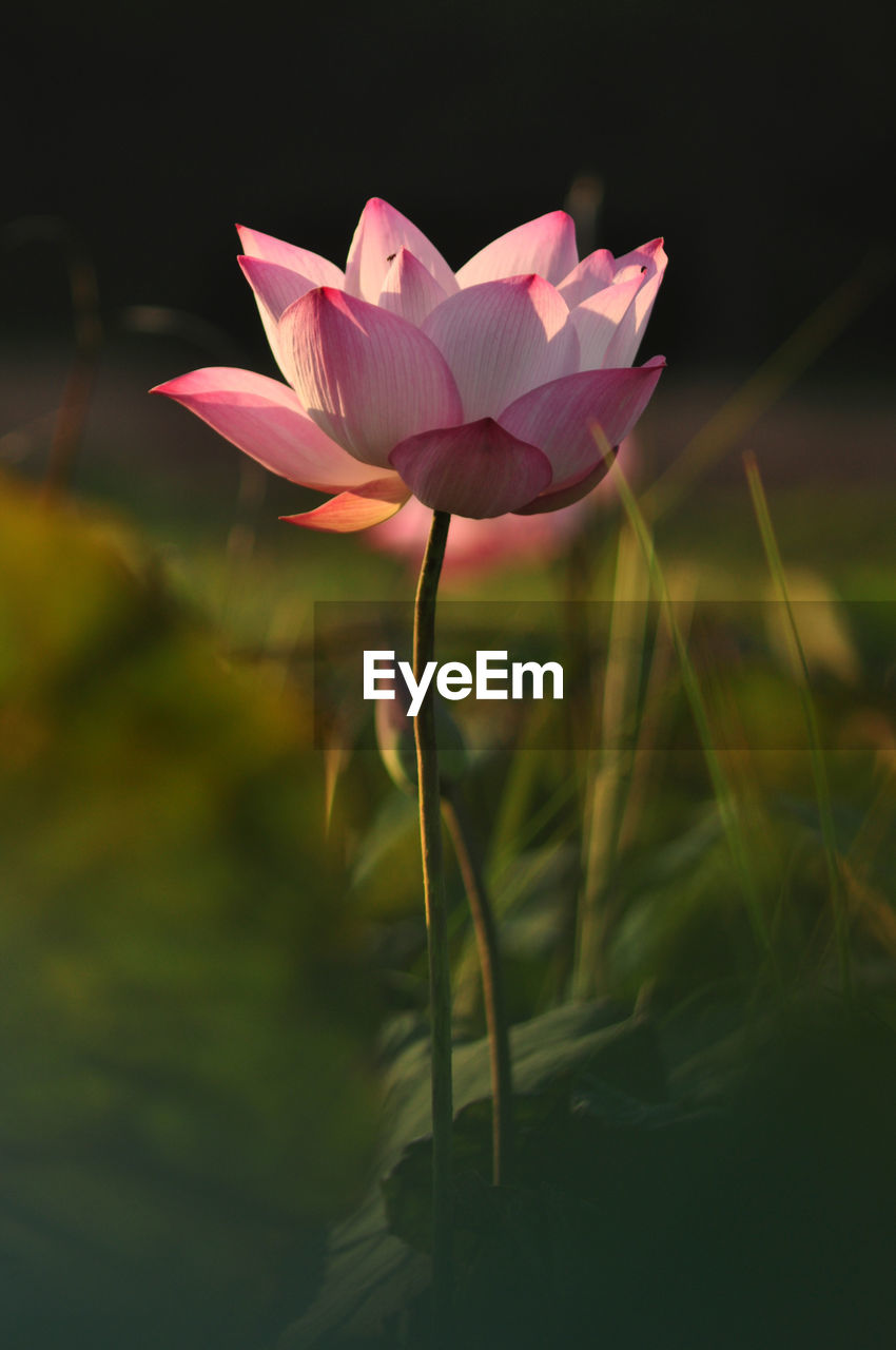 Close-up of pink lotus water lily