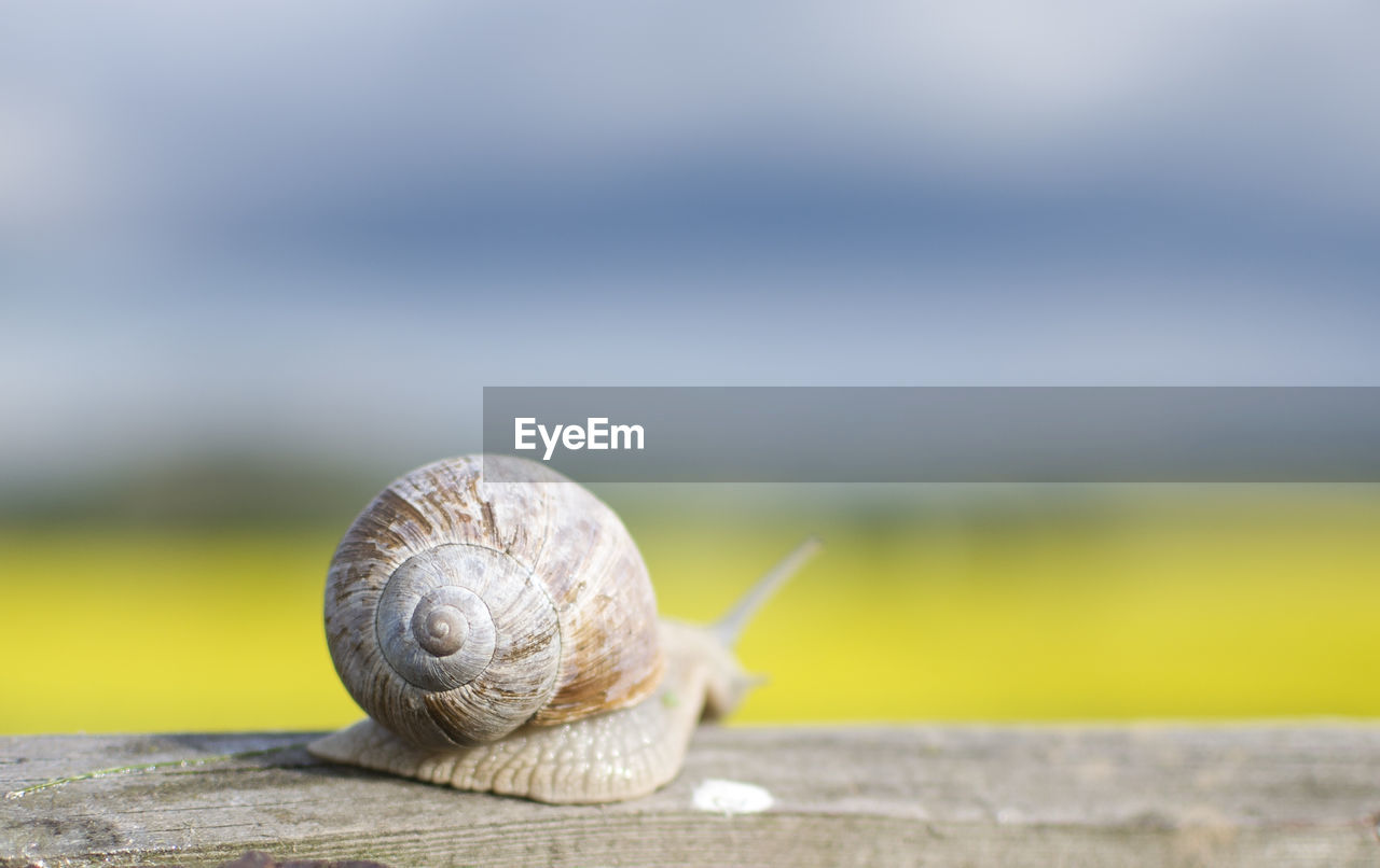 Close-up of snail on leaf