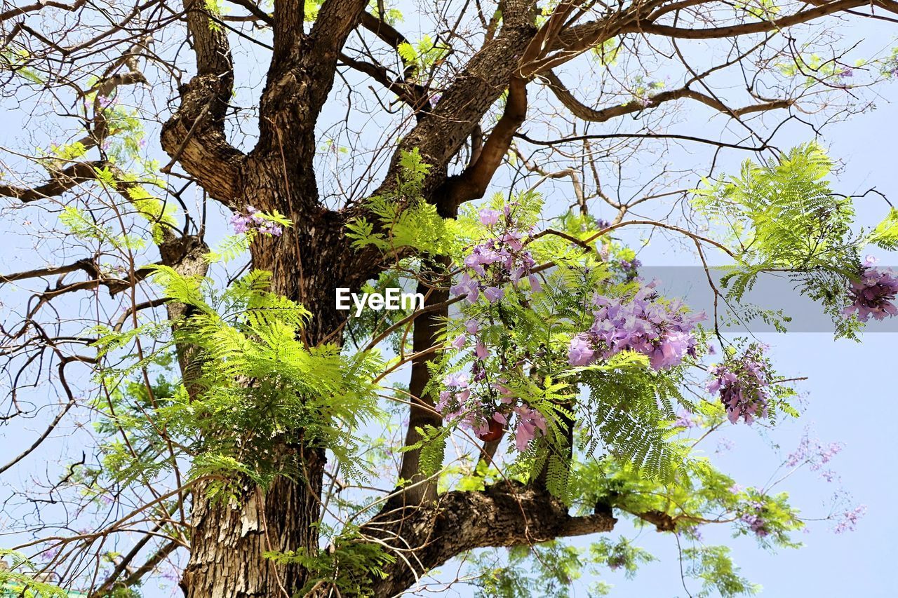 LOW ANGLE VIEW OF FLOWERING TREES AGAINST SKY