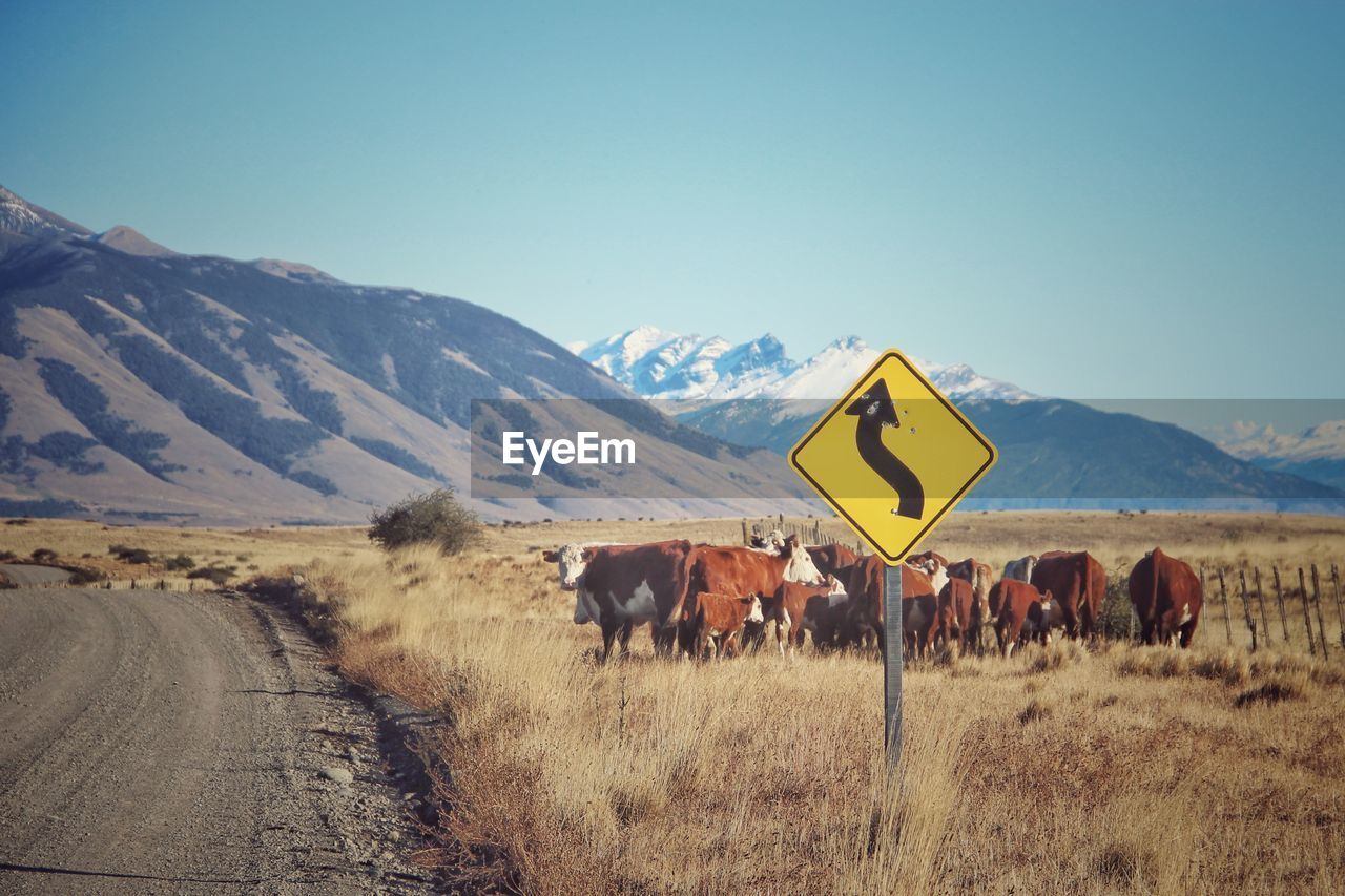 Cows standing in a field