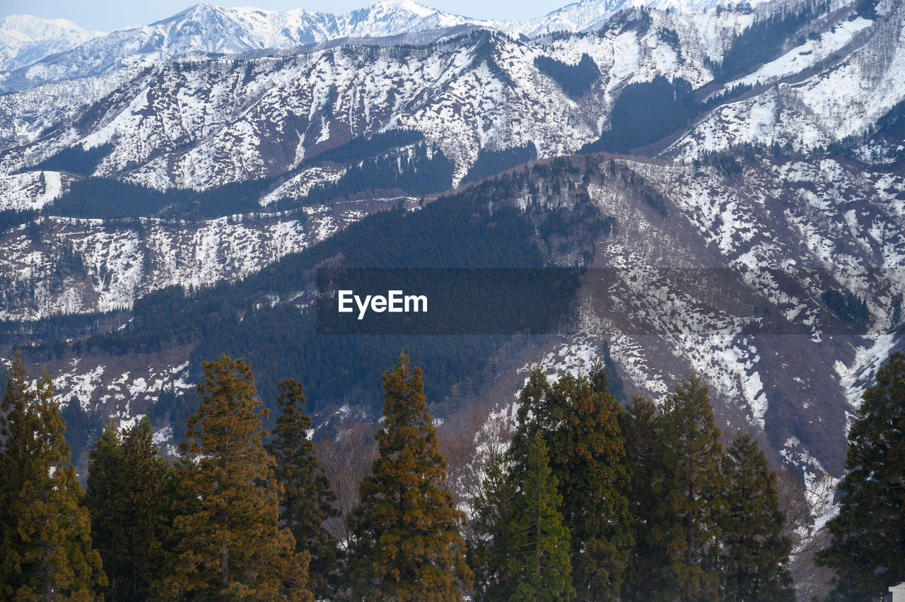 Scenic view of pine trees in forest during winter
