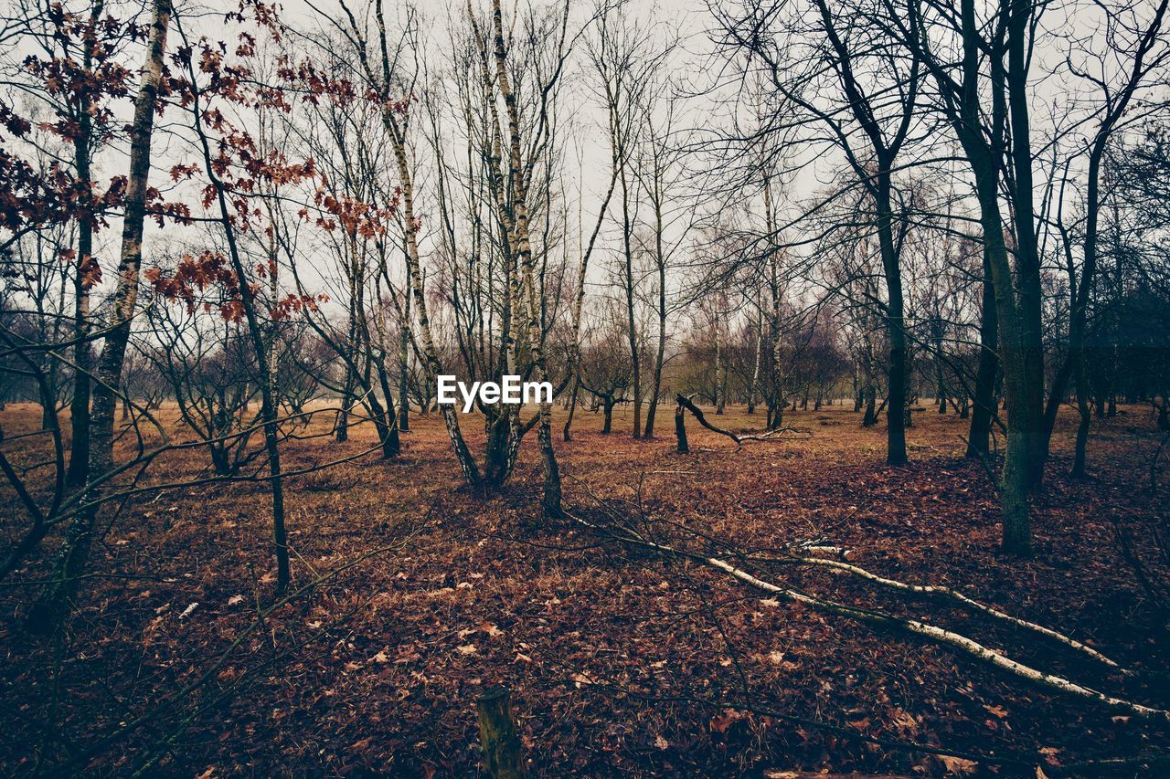 Bare trees in forest against sky