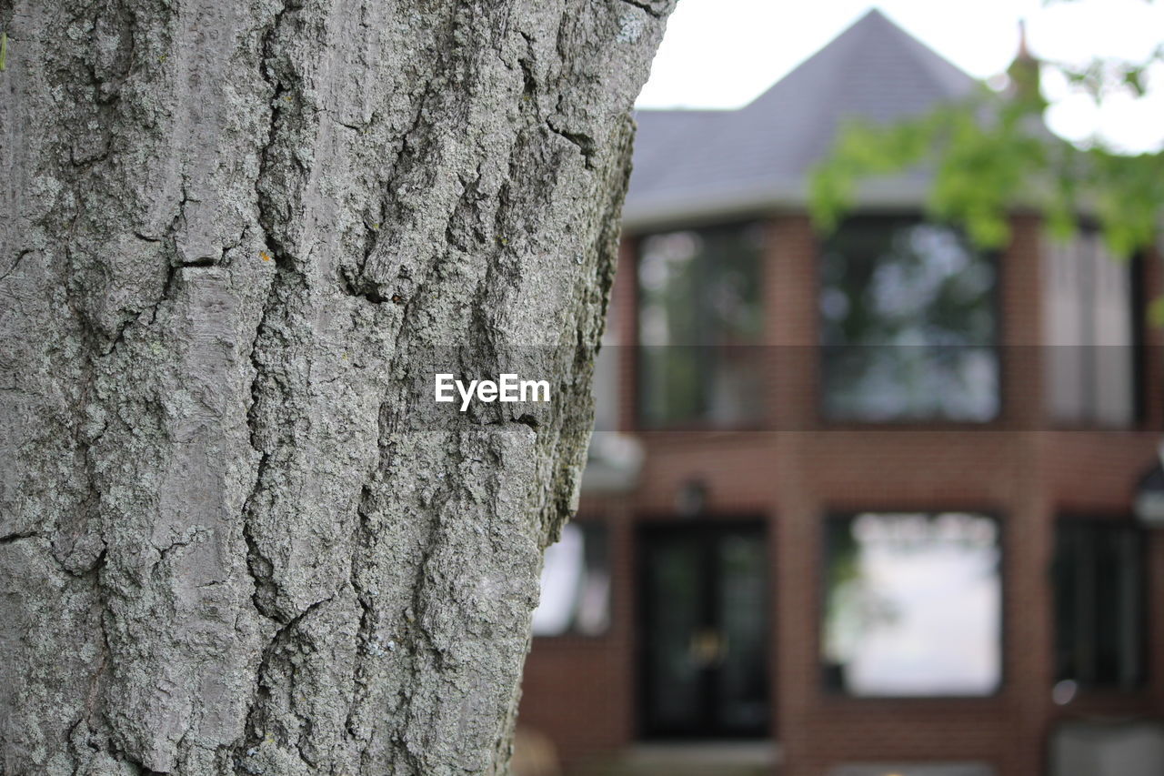 CLOSE-UP OF TREE TRUNK WITH HOUSE