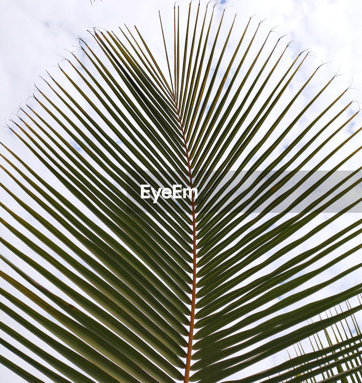 CLOSE-UP OF PALM TREE AGAINST SKY