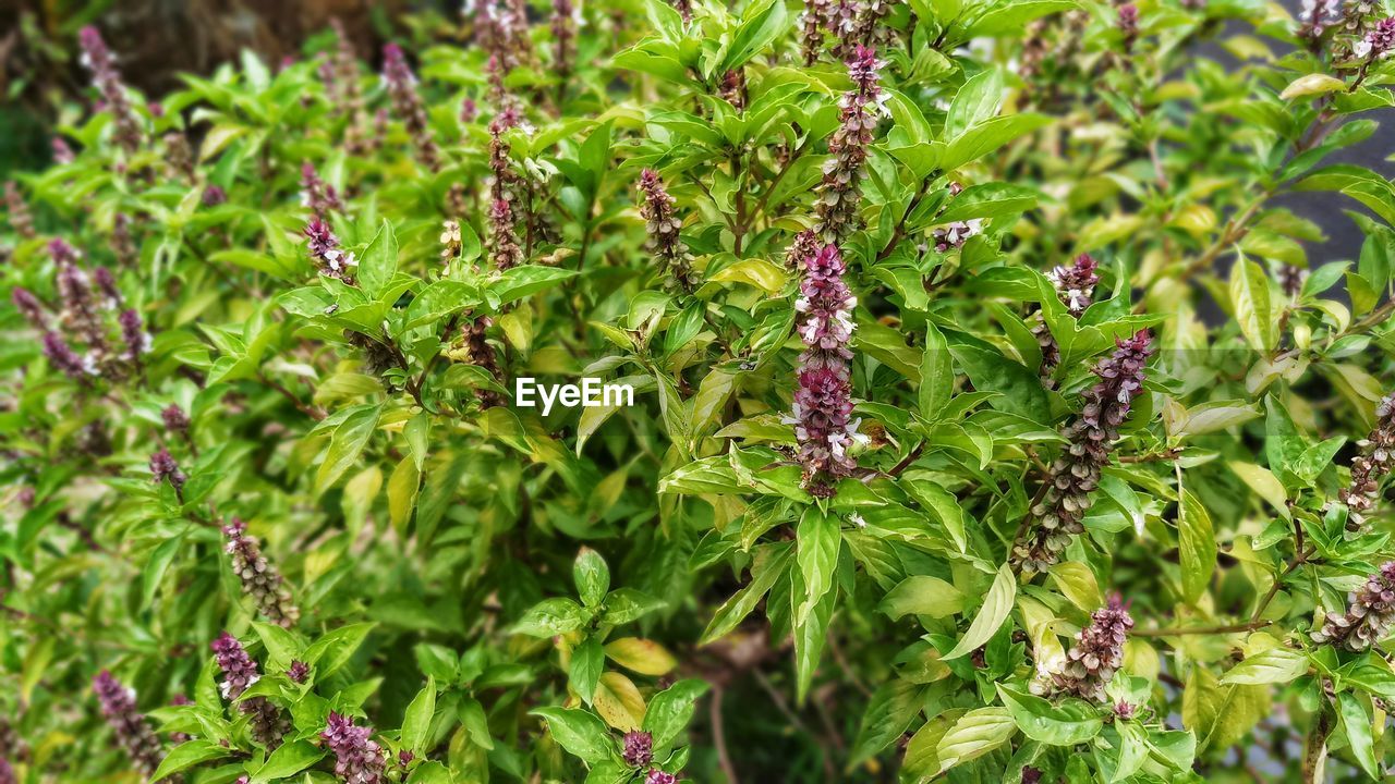 CLOSE-UP OF INSECTS ON PLANT