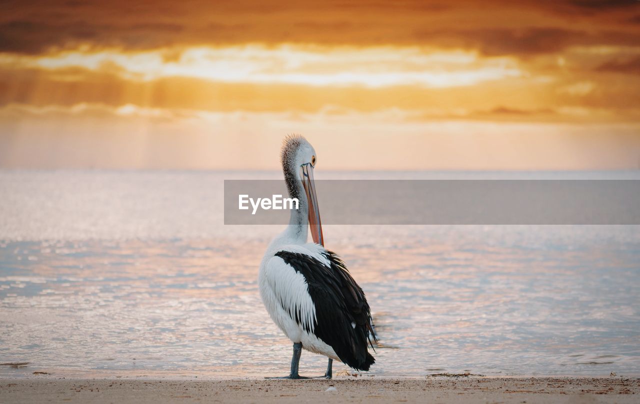 Pelican at beach against orange sky