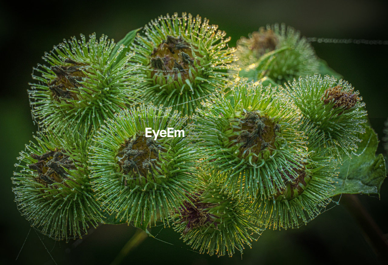 green, plant, macro photography, tree, nature, flower, no people, close-up, growth, beauty in nature, outdoors, focus on foreground, plant stem, food and drink, leaf, freshness, food, coniferous tree, branch, day, pinaceae, healthy eating, plant part