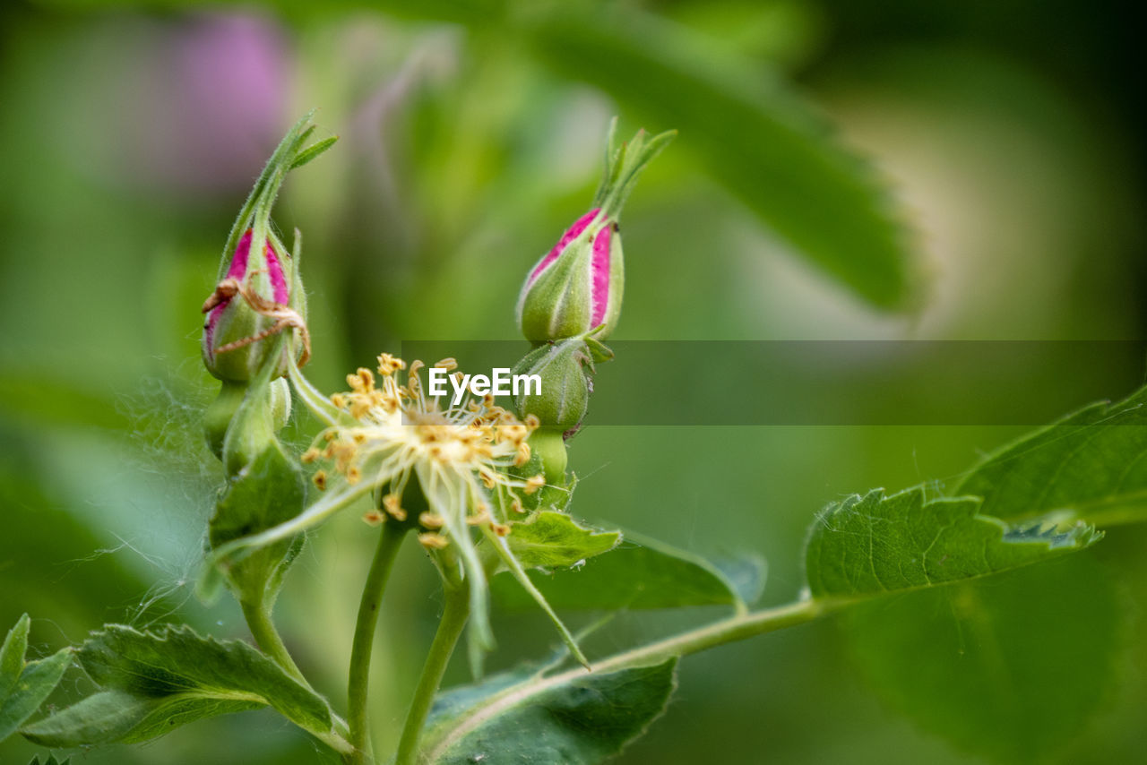 Close-up of flowering plant