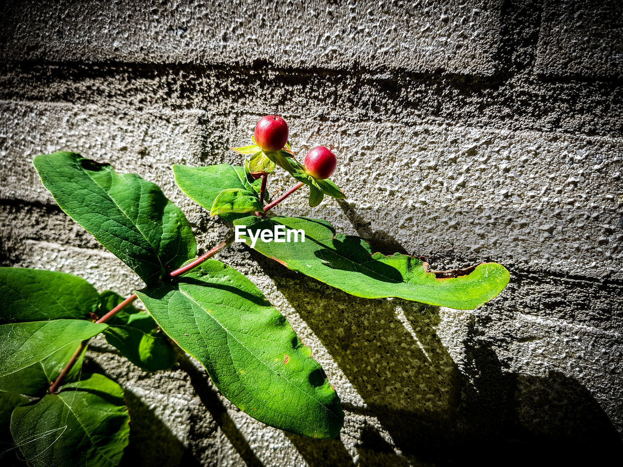 HIGH ANGLE VIEW OF PLANT GROWING ON WALL