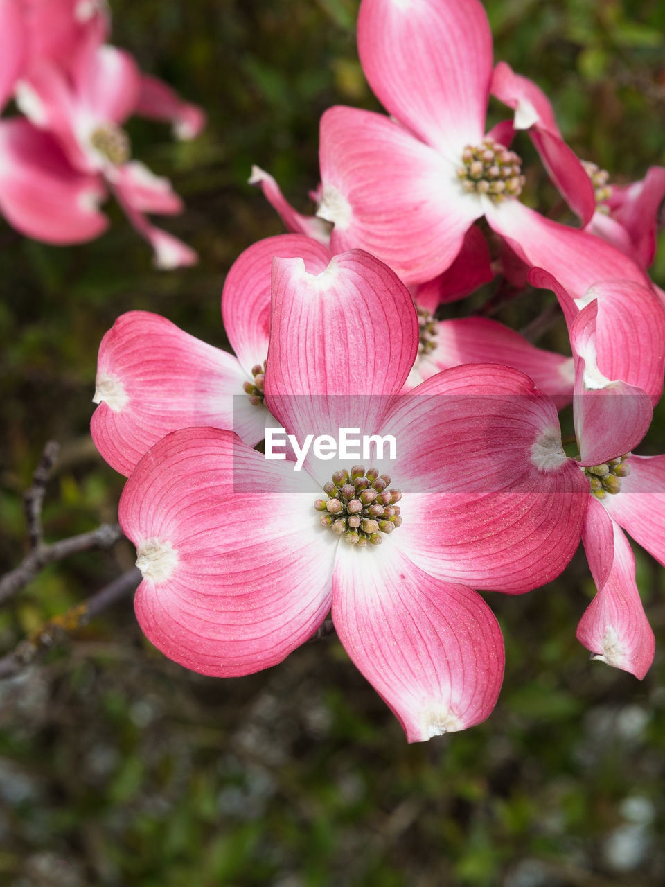 CLOSE-UP OF PINK FLOWERING PLANTS