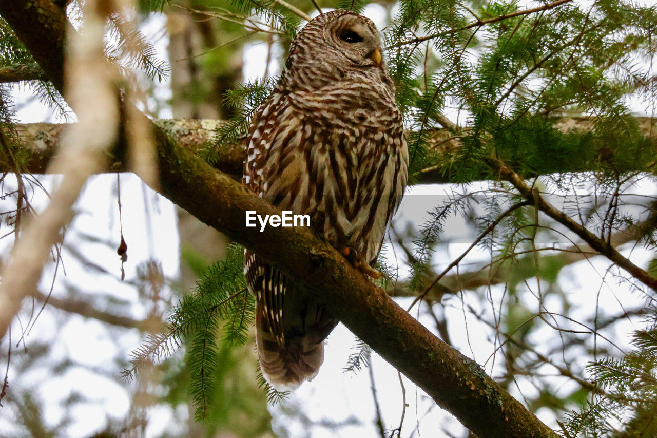 animal wildlife, animal themes, animal, tree, bird, wildlife, plant, branch, perching, one animal, bird of prey, owl, hawk, nature, low angle view, no people, beak, outdoors, great grey owl, beauty in nature, day