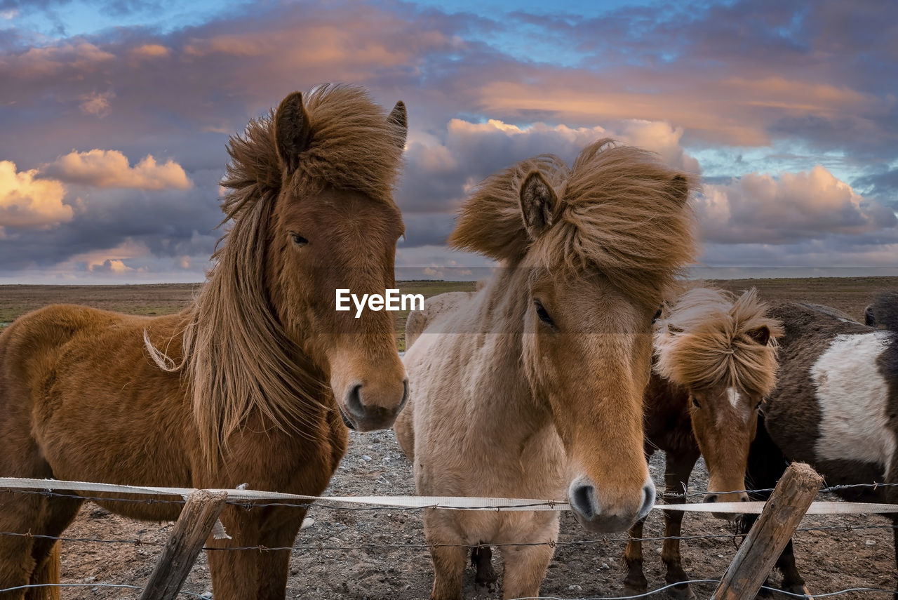 Beautiful icelandic horses standing near fence against cloudy sky during sunset