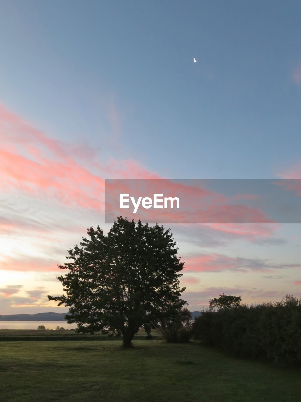 TREES ON FIELD AGAINST SKY AT SUNSET