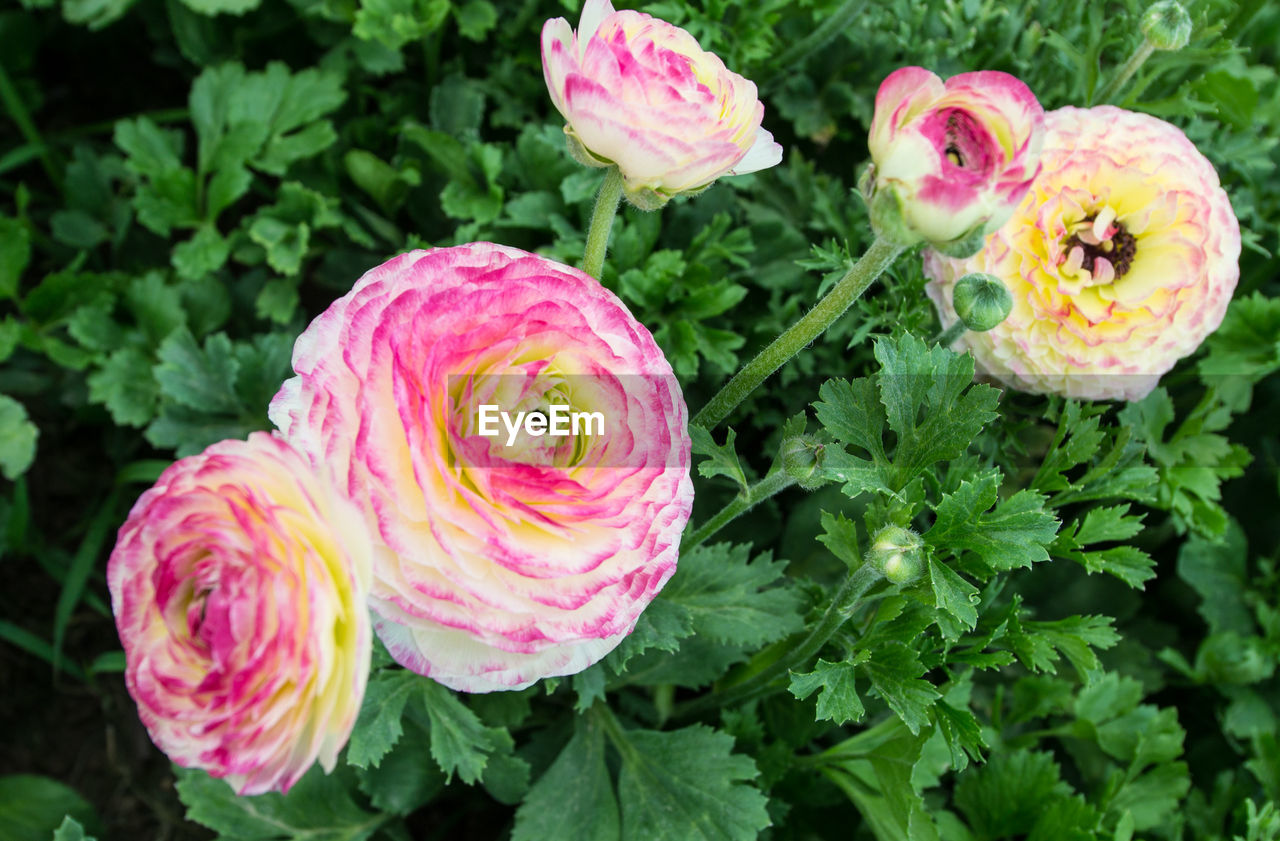 High angle view of pink flowering plant