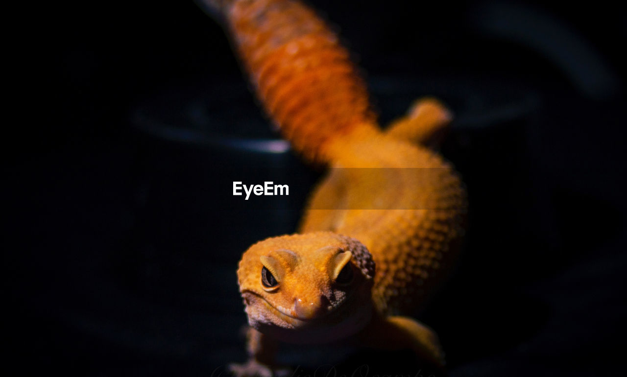 A close up shot of gecko reptile