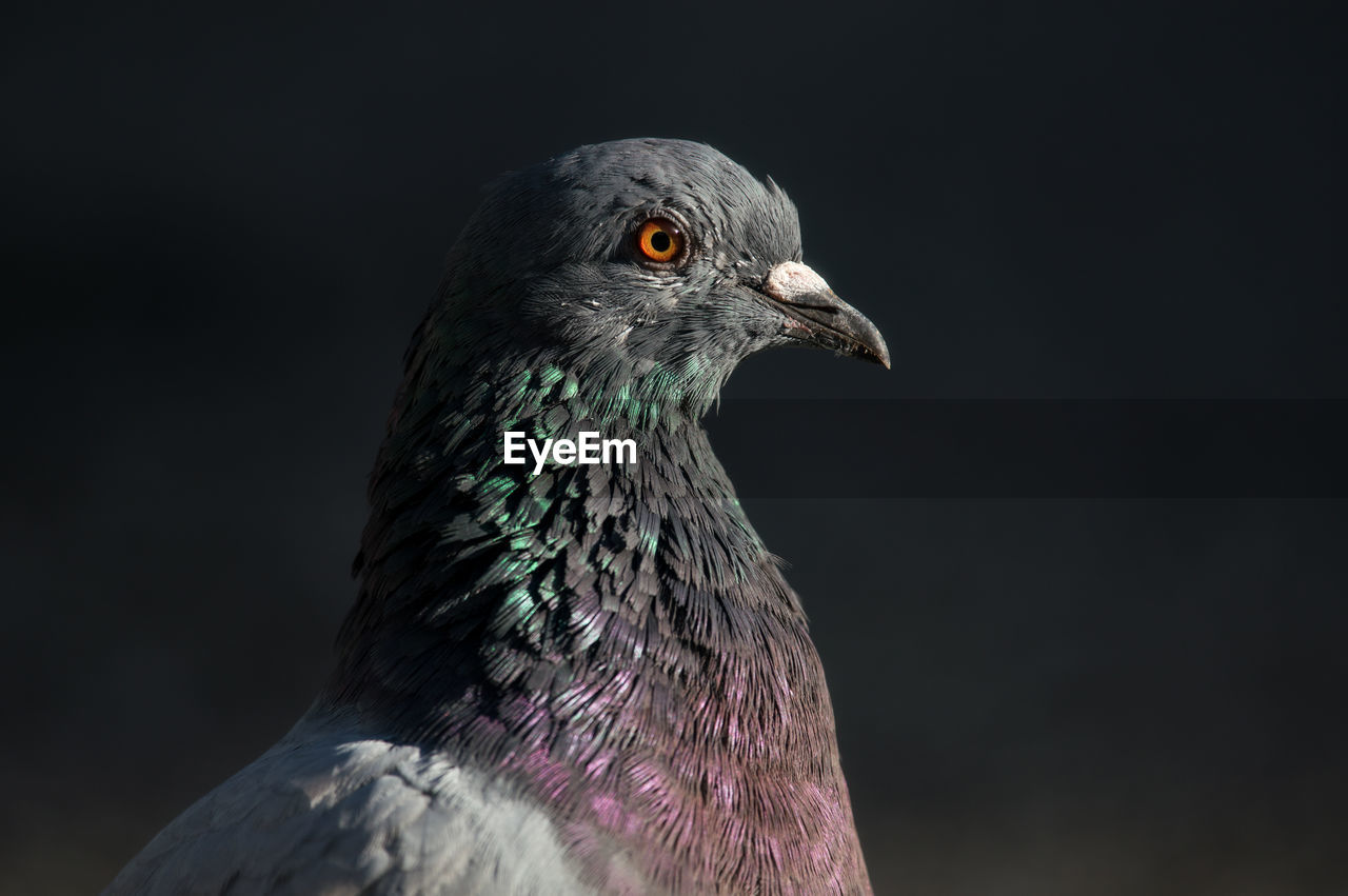 Close-up of pigeon