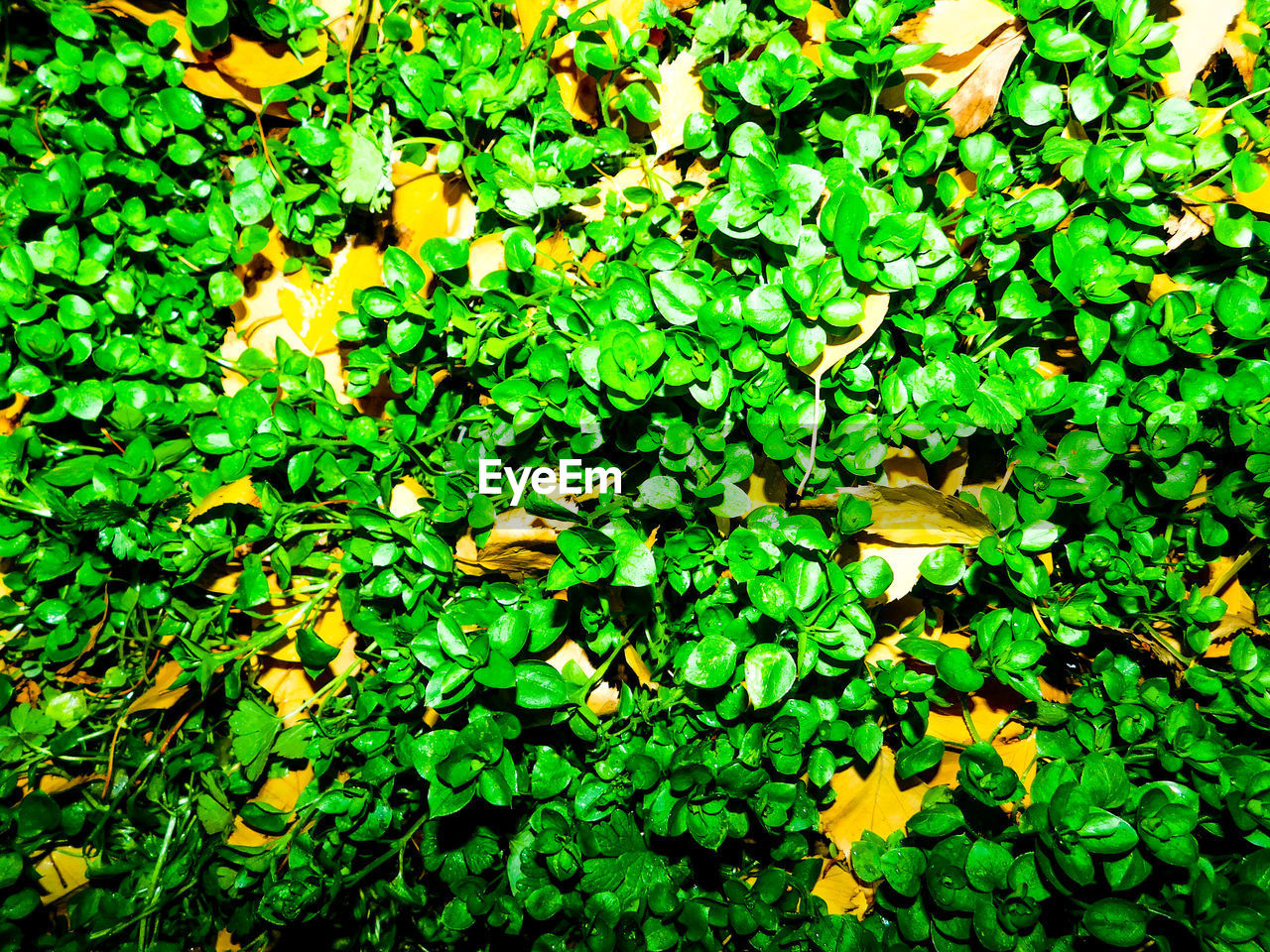 FULL FRAME SHOT OF FRESH GREEN LEAVES IN FOREST
