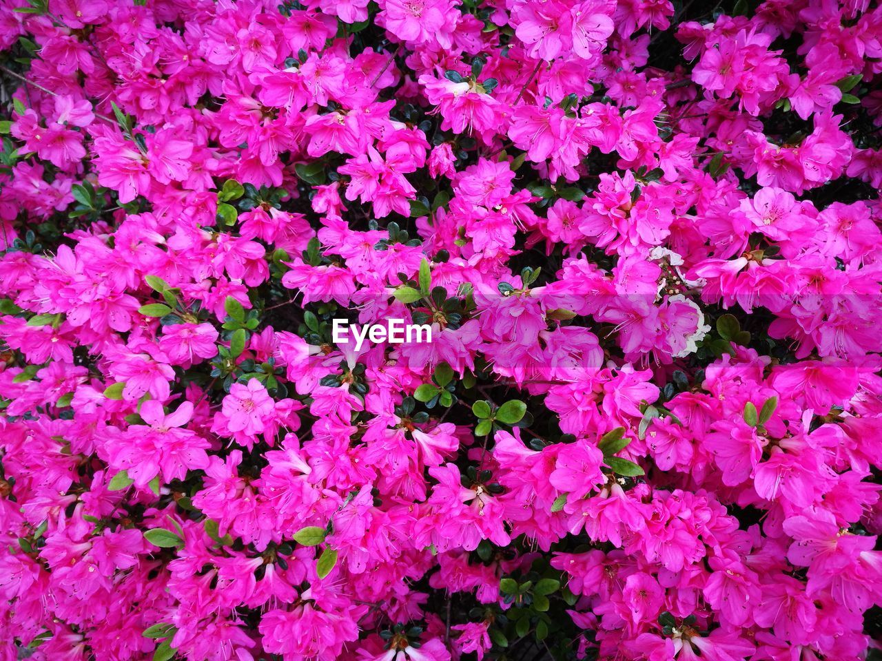 FULL FRAME SHOT OF PINK FLOWERS BLOOMING