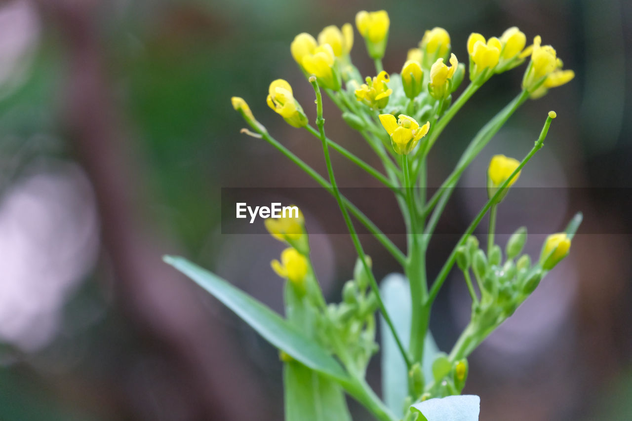 CLOSE-UP OF FLOWERING PLANTS