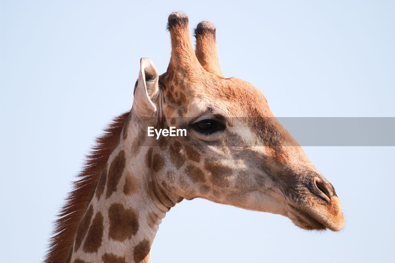 Close-up portrait of giraffe against clear sky