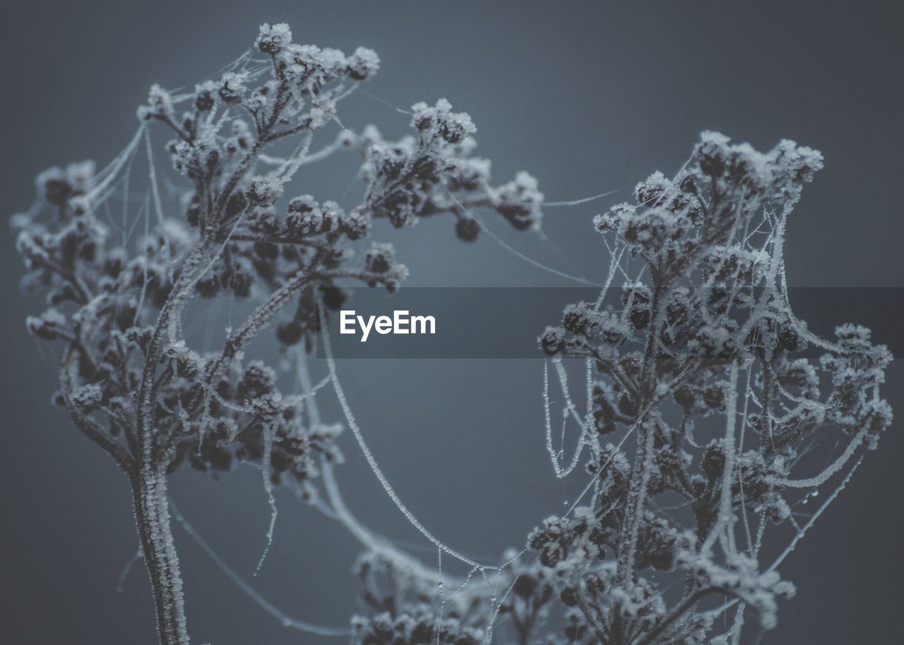 Close-up of plant against gray background - icy, frosty