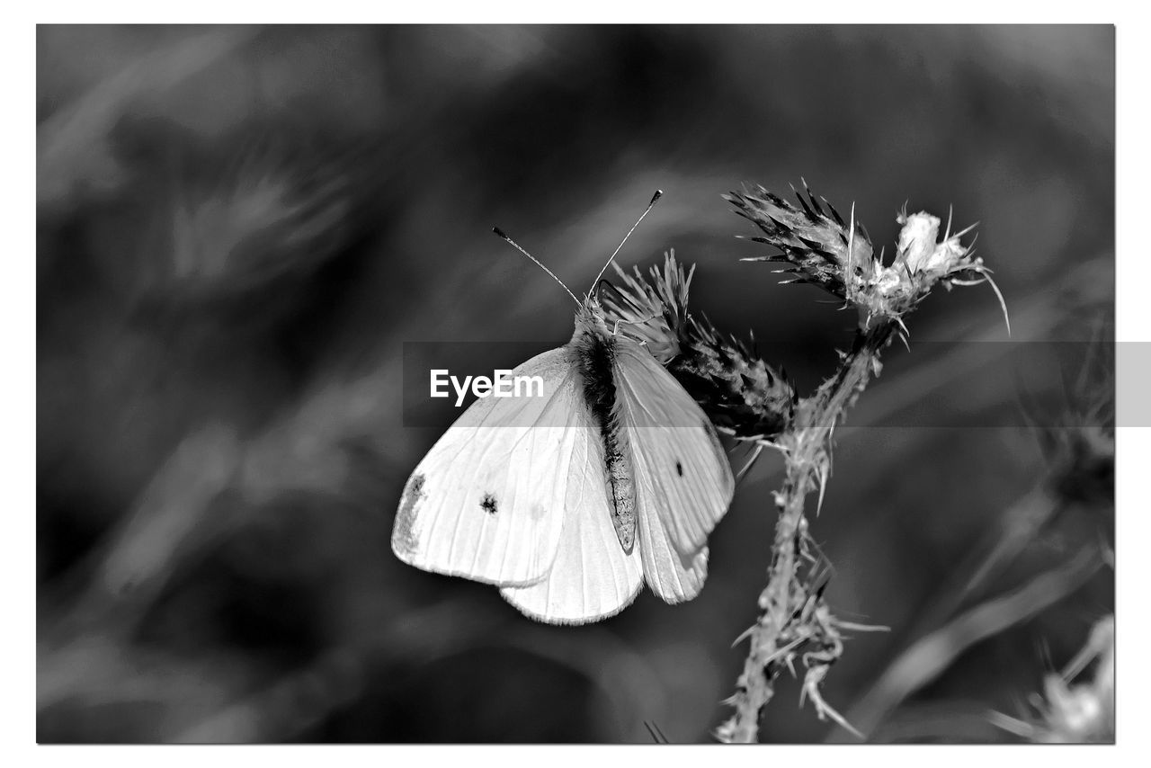 butterfly, black and white, moths and butterflies, insect, animal, monochrome photography, animal themes, flower, plant, beauty in nature, nature, animal wildlife, animal wing, auto post production filter, one animal, transfer print, flowering plant, close-up, wildlife, monochrome, focus on foreground, no people, fragility, outdoors, animal body part, freshness