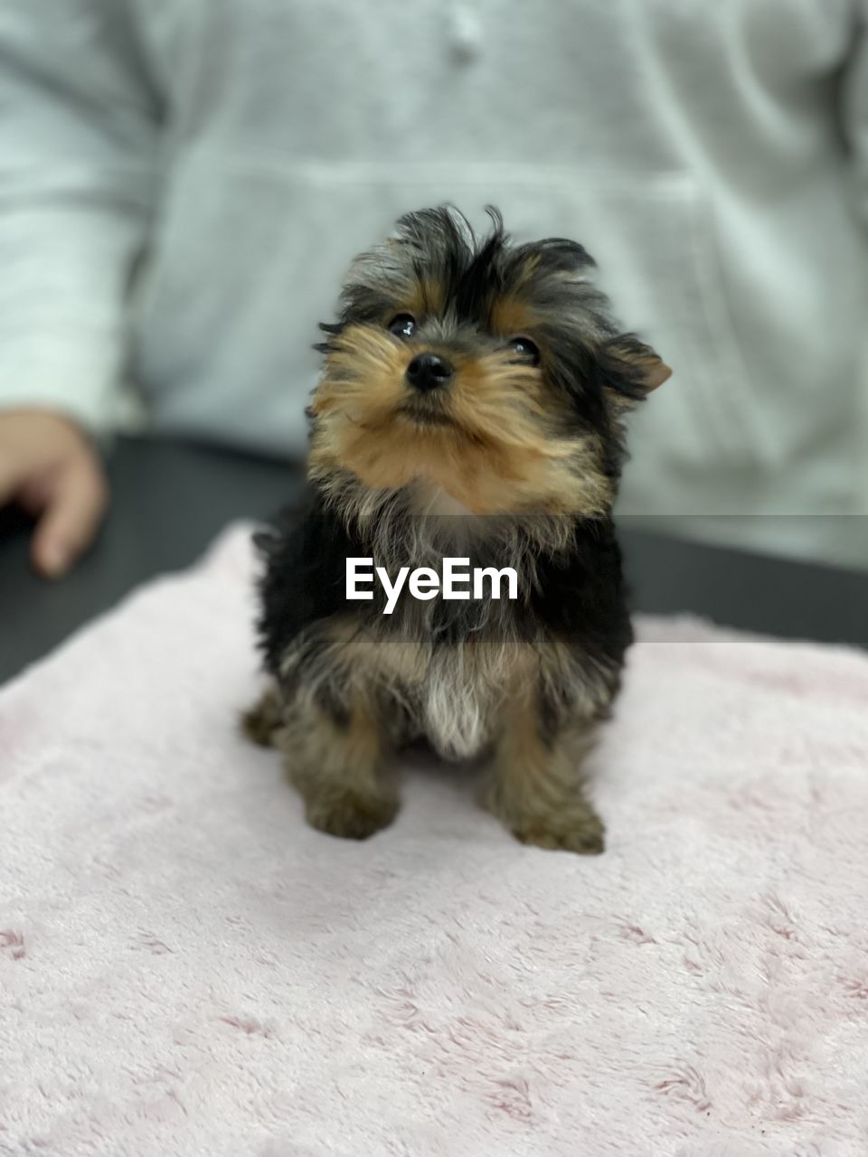 mammal, pet, domestic animals, one animal, animal themes, dog, animal, canine, lap dog, morkie, yorkshire terrier, puppy, young animal, cute, sitting, indoors, terrier, one person, focus on foreground