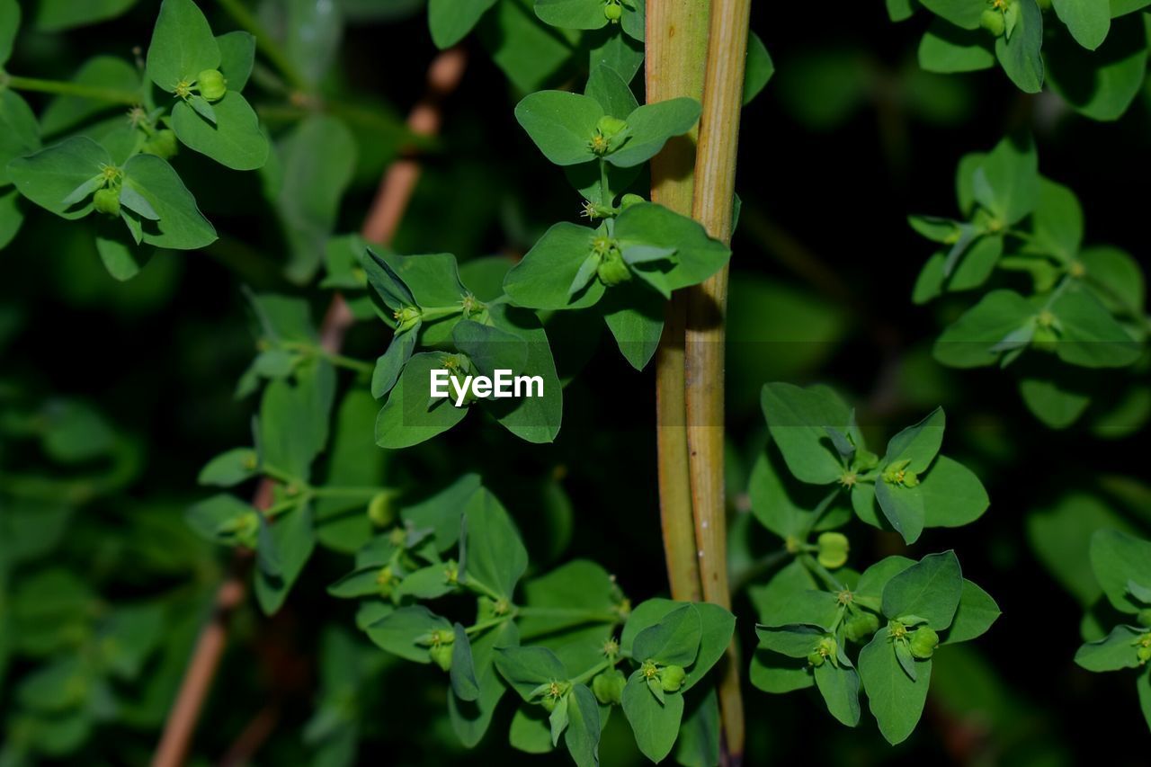 CLOSE-UP OF PLANTS