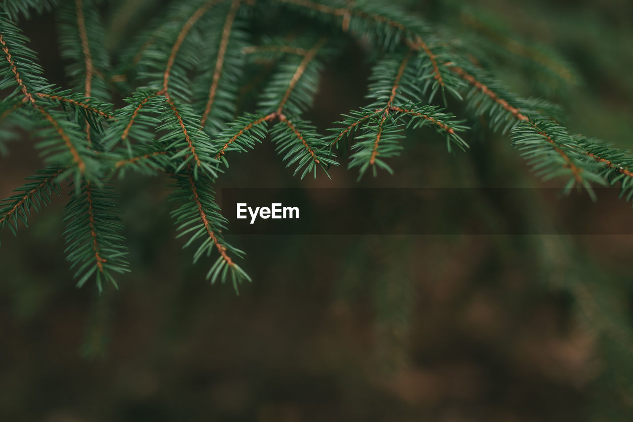 Christmas tree branches, close up of pine needles. high quality photo