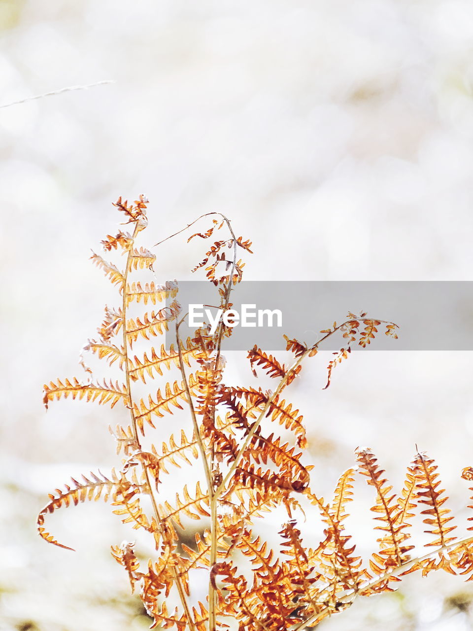 Low angle view of flowering plants against sky