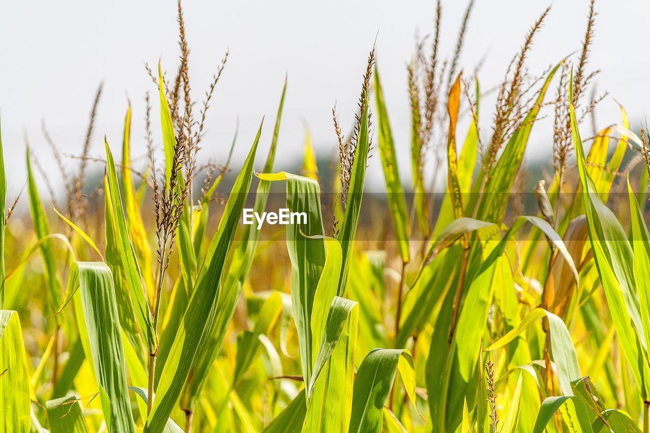 Close-up of wheat field against clear sky