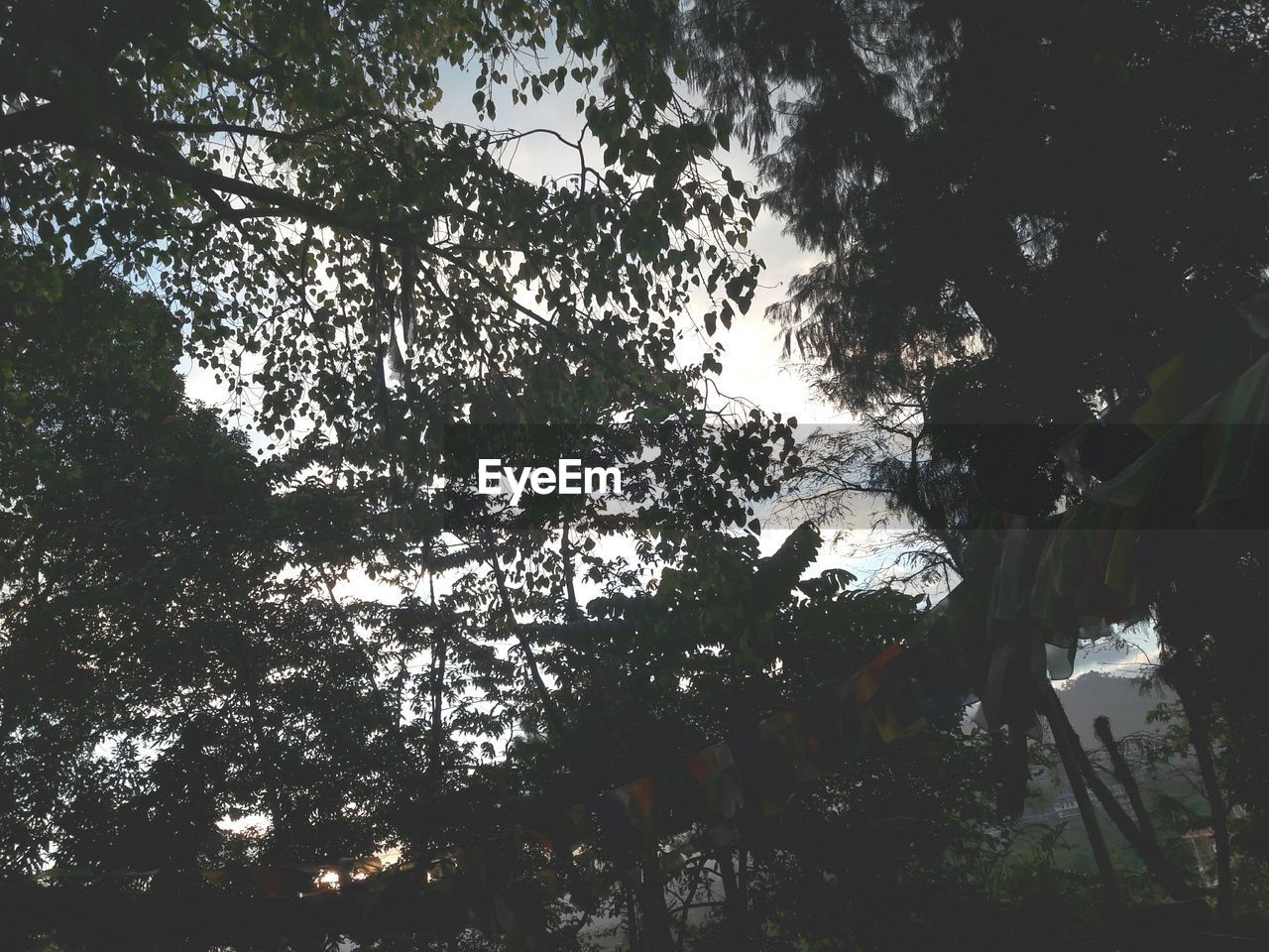 LOW ANGLE VIEW OF TREE AGAINST THE SKY