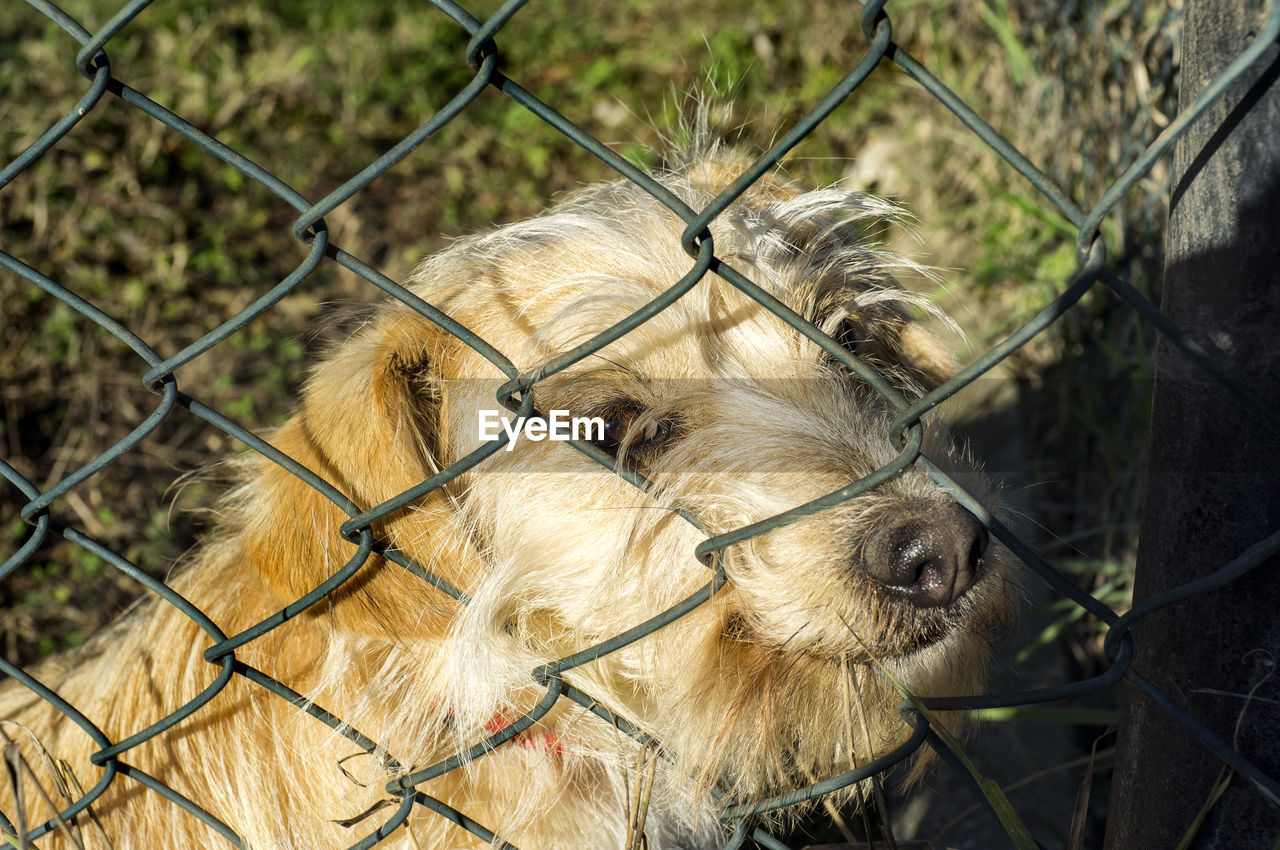 Sad dog watching people go from behind a fence