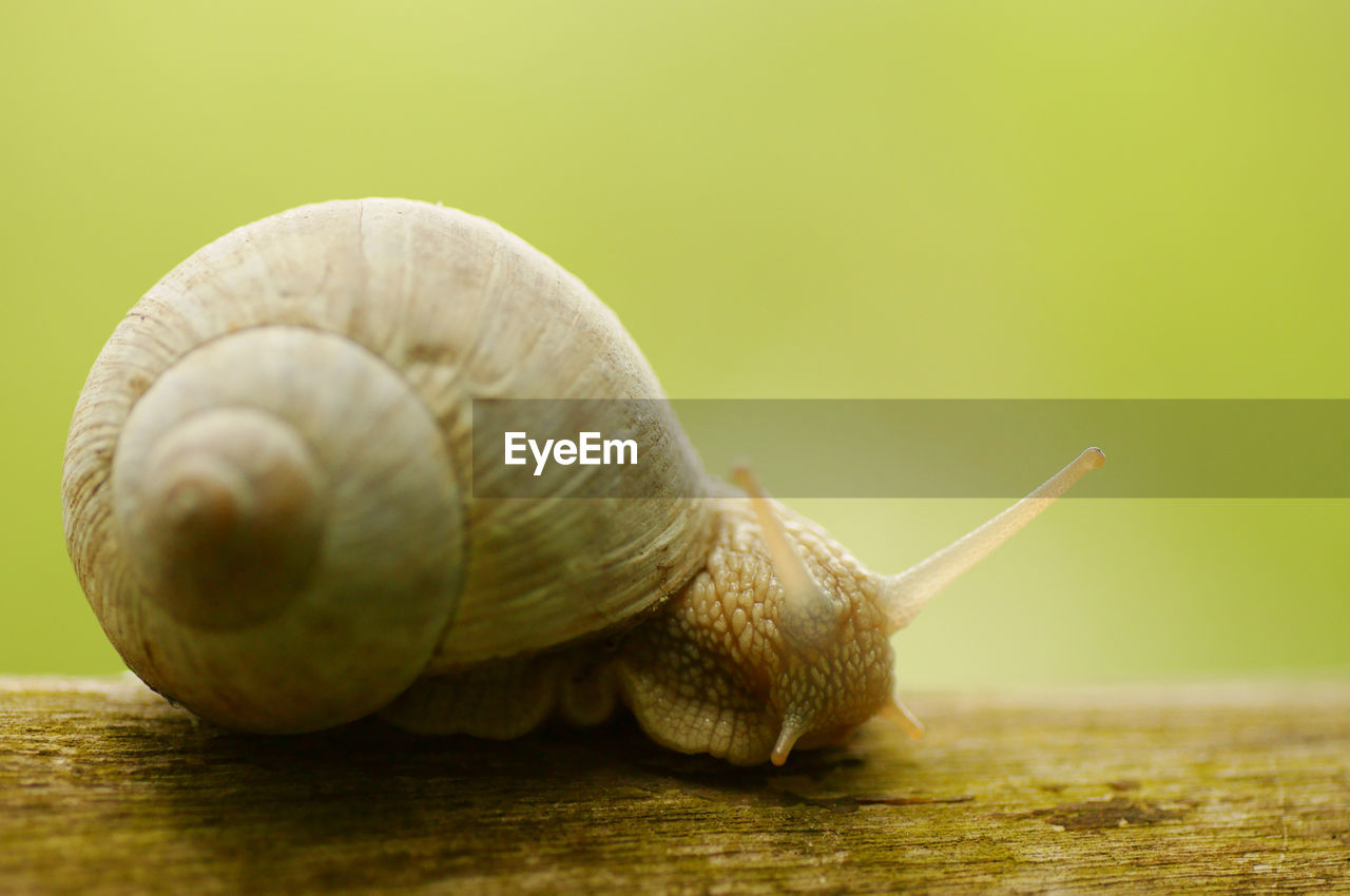 CLOSE-UP OF SNAILS