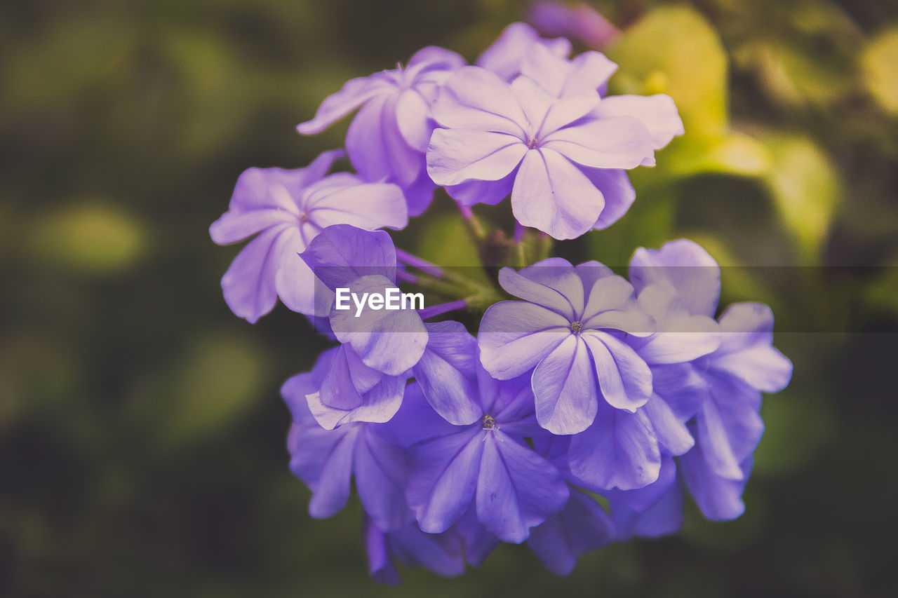 Close-up of purple flowering plant