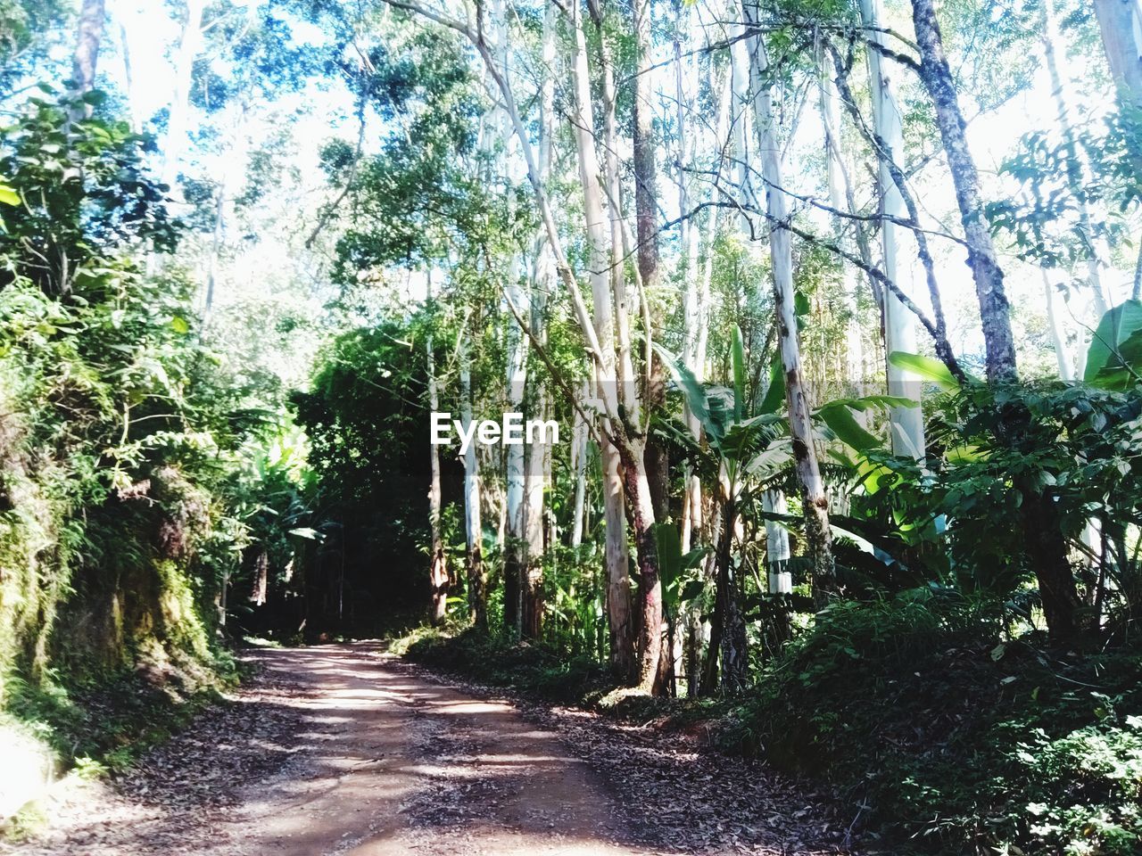 ROAD AMIDST TREES AND PLANTS IN FOREST