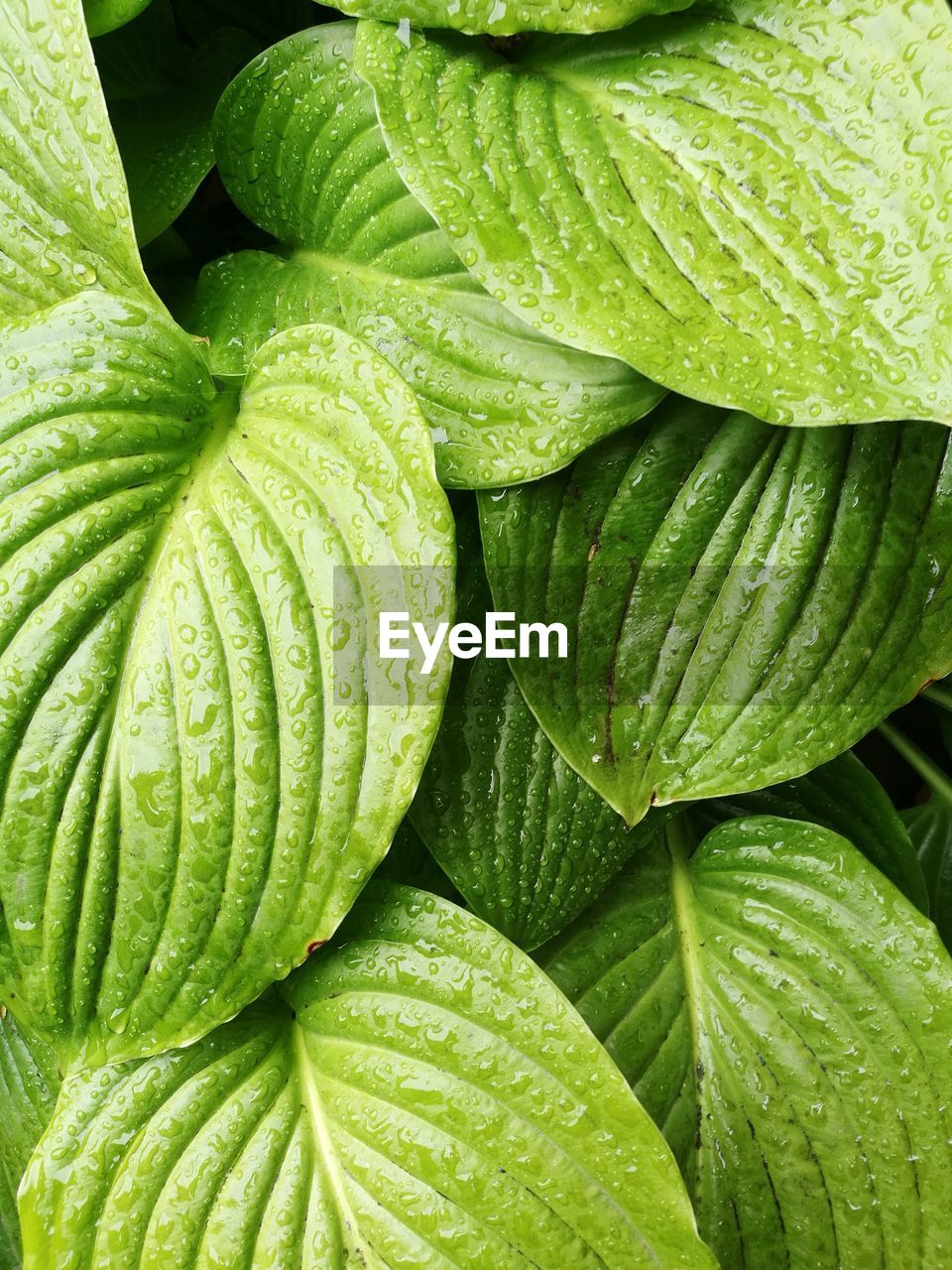 Full frame shot of fresh green plant