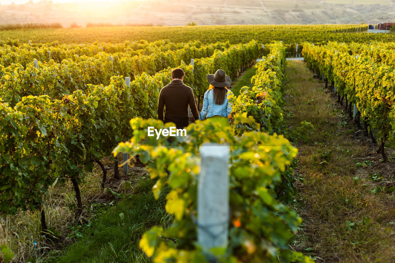 Romantic couple at sunset in a winery filed