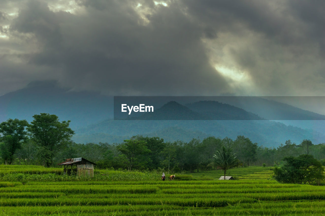 landscape, environment, nature, field, plant, land, rural scene, agriculture, cloud, scenics - nature, sky, mountain, crop, grassland, plain, farm, beauty in nature, meadow, tree, paddy field, rural area, growth, highland, rice paddy, green, rice, pasture, social issues, fog, morning, no people, valley, building, plateau, architecture, tranquility, mountain range, outdoors, rice - food staple, house, food and drink, environmental conservation, plantation, occupation, grass, tea crop, overcast, food, hut, travel, asian style conical hat, prairie, tranquil scene, sun