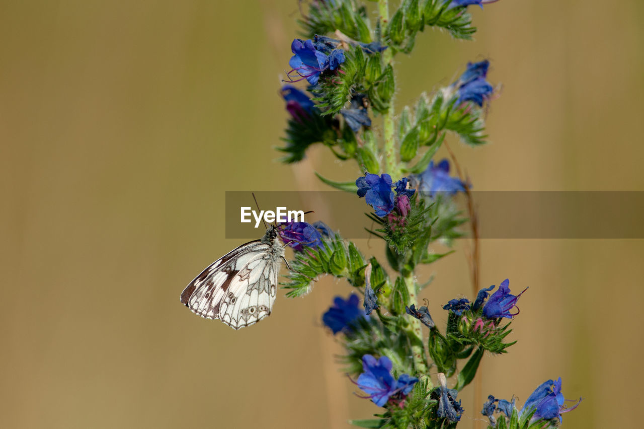 Insects in nationalpark donau-auen - marbled white - melangaria galathea