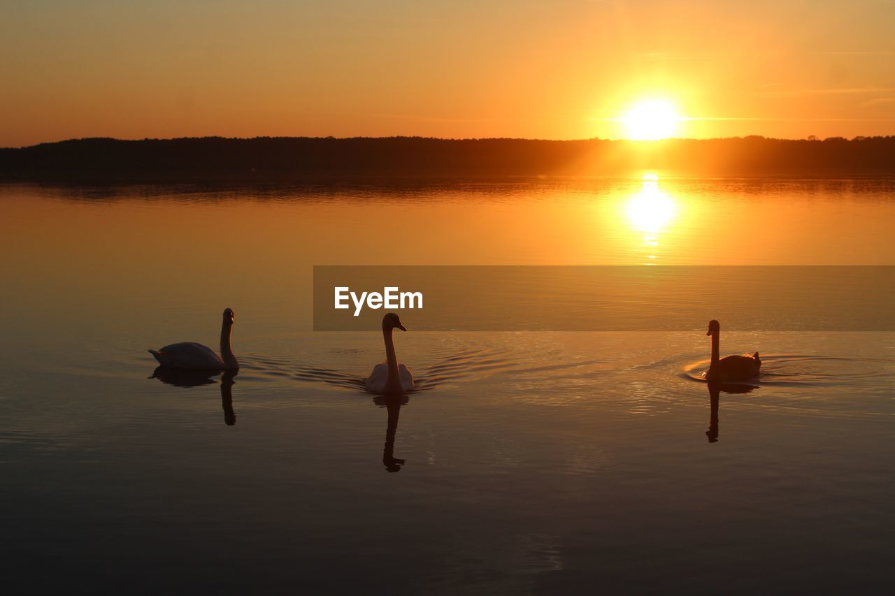Swans swimming in lake against sky during sunset