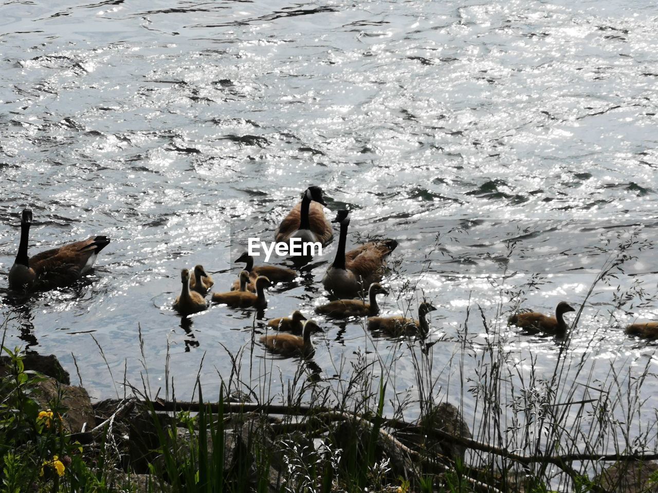 BIRDS IN LAKE