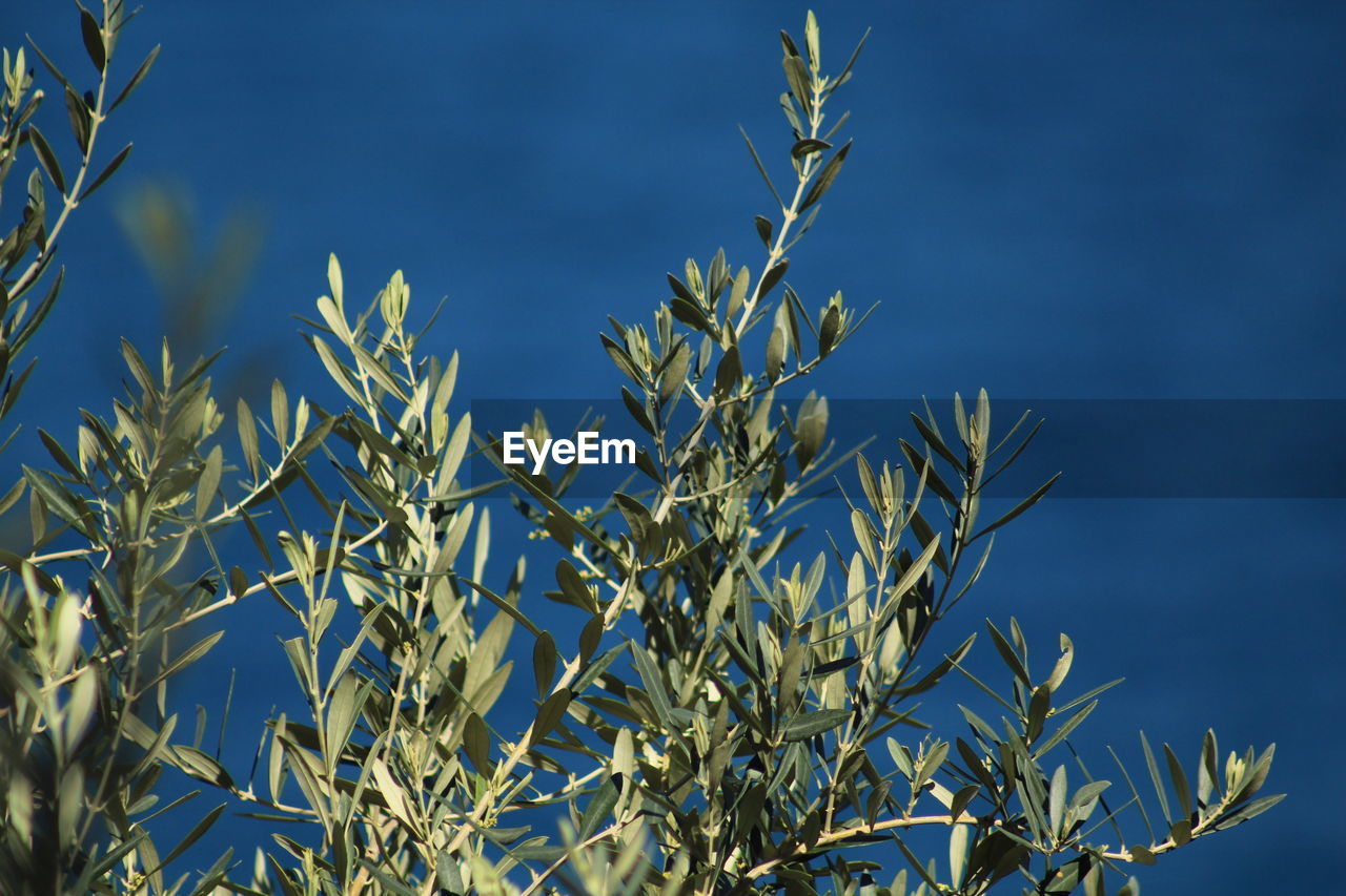 CLOSE-UP OF PLANT AGAINST BLUE SKY