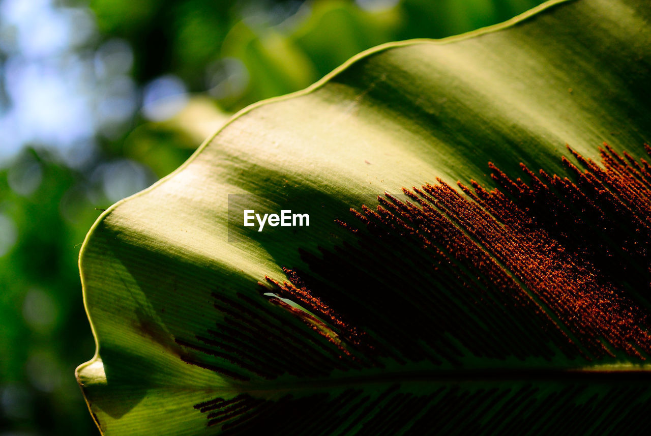 Cropped image of banana leaf with insect colony