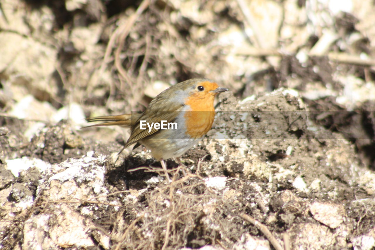 CLOSE-UP OF BIRD PERCHING ON TREE