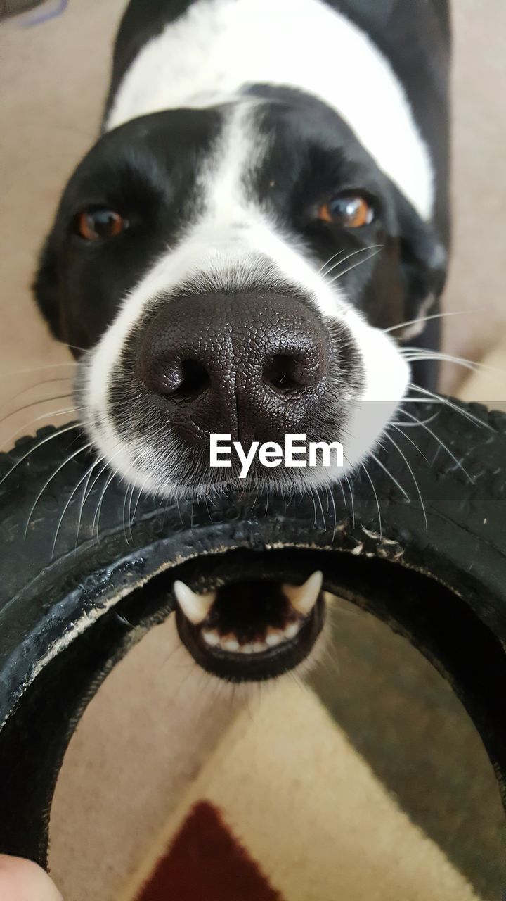 Close-up portrait of dog